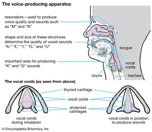 Music - Vocals
